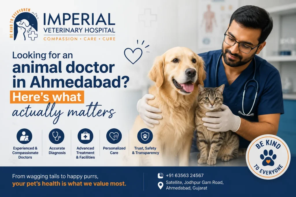 Looking for an animal doctor in Ahmedabad? Here’s what actually matters